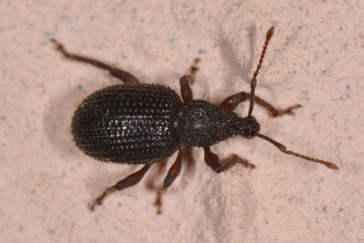 Curculionidae: Otiorhynchus ligneus?  Otiorhynchus (Aranihus) frescati